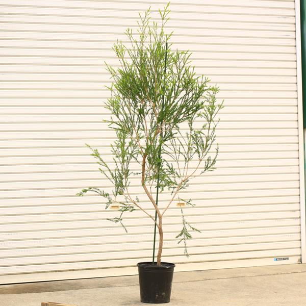特選庭木 植木 苗：メラレウカ レボリューショングリーン* 樹高160cm
