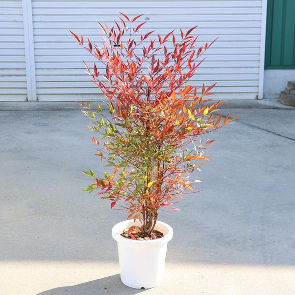 特撰庭木：南天（なんてん）*赤南天 7号ポット 樹高：60cm 綺麗に