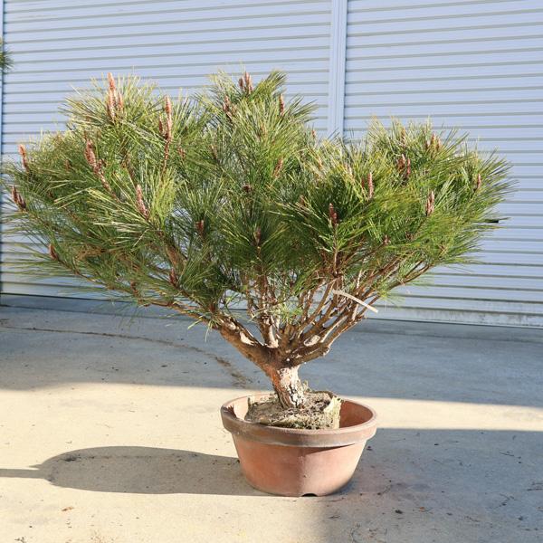 送料無料 庭木：多行松（たぎょうまつ）（たぎょうしょう）赤松 特良品