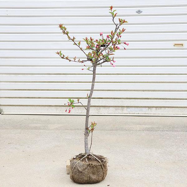 庭木・植木：花海棠（ハナカイドウ）*かいどう桜 はなかいどう 花かい
