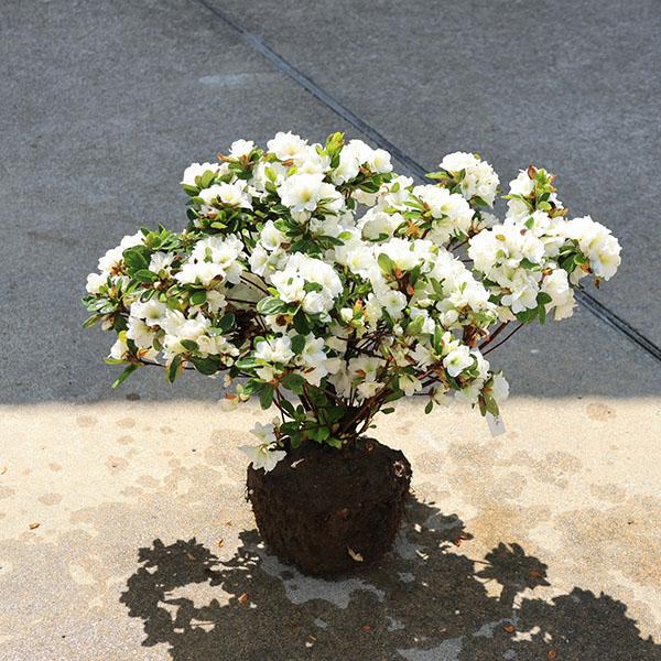 庭木：久留米つつじ（白牡丹）*クルメツツジ しろぼたん 八重の白花