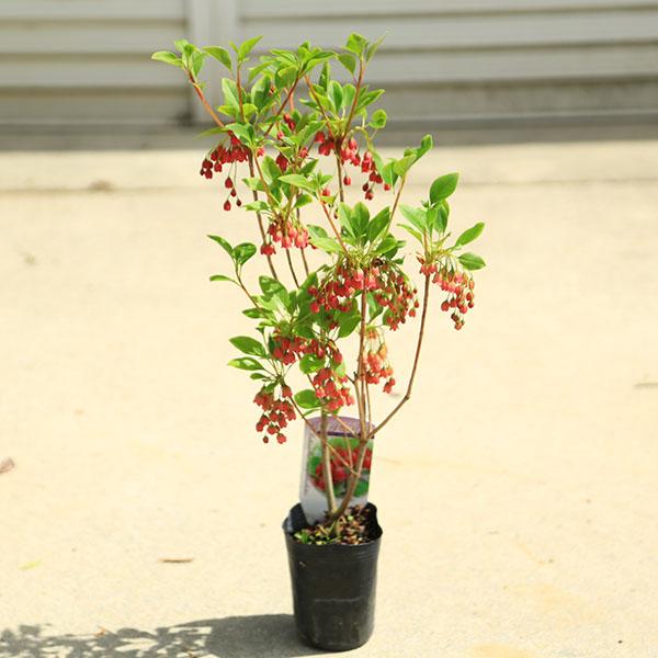 庭木・植木：紅更紗ドウダンツツジ（紅花ドウダンツツジ