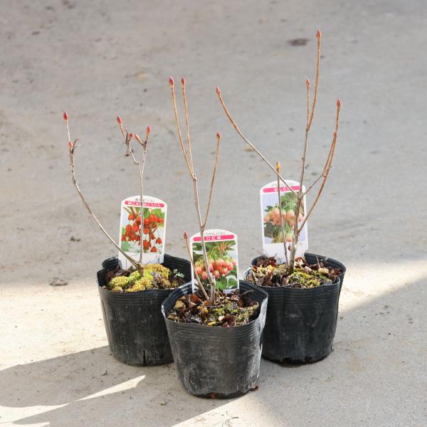 庭木・植木：ドウダンツツジ* アソートB（品種お選びください。）緋