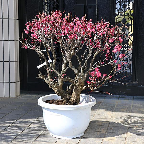 梅の木 特選庭木・植木：梅の木（立ち梅）（紅梅）八重咲き 玉造り 梵天