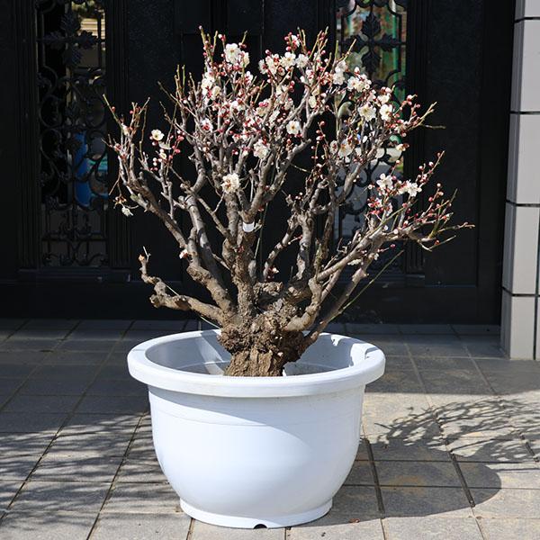 梅の木 実生苗 白梅 苗木 ポット入り 2024