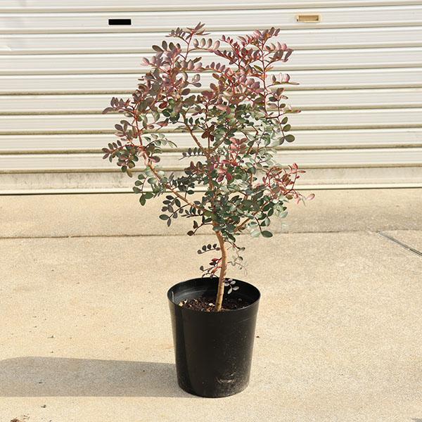 【現品】ピスタチア　９号　オージープランツ　 ２H番 庭木・植木 珍品 ピスタチア 現品限り *スペイン原産のかわいい木