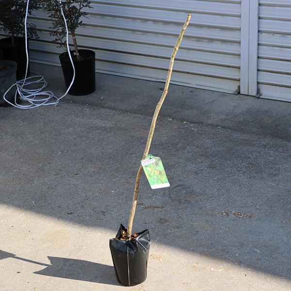 庭木・植木・山菜：タラの木（タラノキ） 大苗 ＊タラの芽 トゲなし