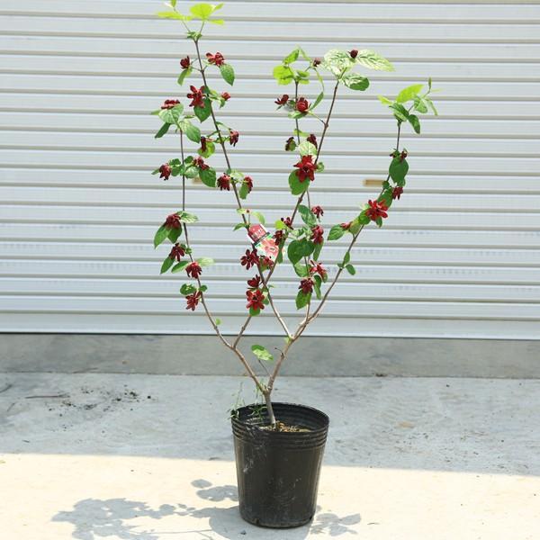 庭木・植木：カリカンサス（ハートレッジワイン）黒花ロウバイ*大株　佐川急便発送