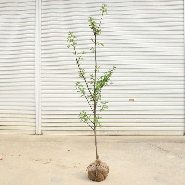 庭木 植木：朝倉山椒（朝倉サンショウ）*あさくらさんしょう