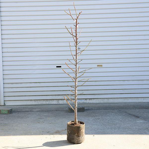 庭木・植木：南高梅（なんこううめ）淡白桃一重咲 3年生接ぎ木