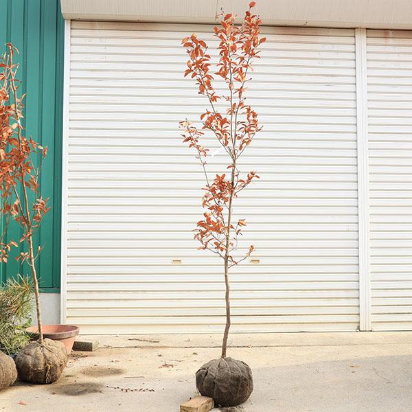 山採り絶品。天然ヤマコウバシ。 庭木 植木 ：ヤマコウバシ（山香ばし）*やまこうばし 現品限り