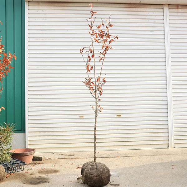 庭木 植木 ：ヤマコウバシ（山香ばし）*やまこうばし 現品限り 単木