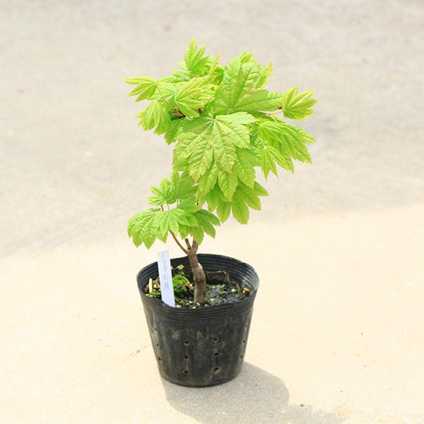 イタヤモミジ コハウチワカエデ 紅葉 10号 庭木・植木 庭木苗：コハウチワカエデ（板屋名月）いたやめいげつ