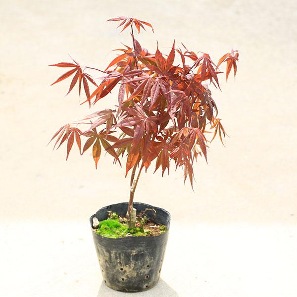 もみじ苗木　猩々野村 庭木・植木・庭木苗：猩々野村モミジ*（しょうじょうのむら