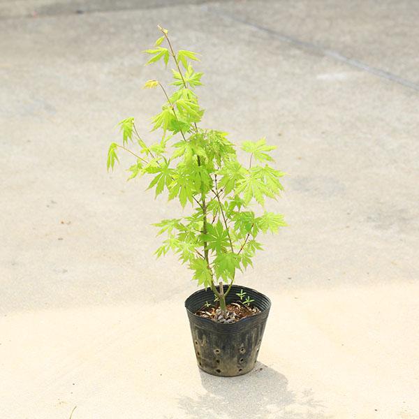 庭木・植木 庭木苗：黄八丈もみじ*（きはちじょう）もみじ 紅葉 盆栽