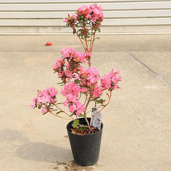 庭木 植木：常緑ロードデンドロン*（ときめき）ツツジ シャクナゲ 5号