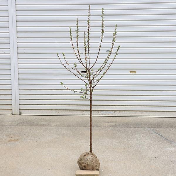 庭木・植木：ゆすら梅（山桜桃梅）*ユスラウメ 大株 白花赤実 樹高：約