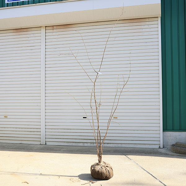 庭木・植木：ツリバナ（ツリバナマユミ）吊花 株立ち 現品限り * 樹高