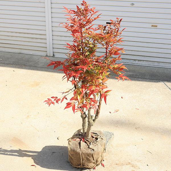 庭木 植木 珍品：折鶴南天* おりづるなんてん 現品限り ヤマト便発送