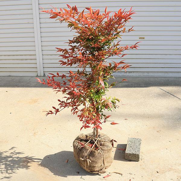 庭木 植木 珍品：折鶴南天* おりづるなんてん 現品限り ヤマト便発送