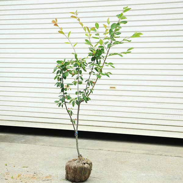 ジューンベリー　大株　【品番3398】 ジューンベリー 大株 【品番3398】 ジューンベリー」の人気商品