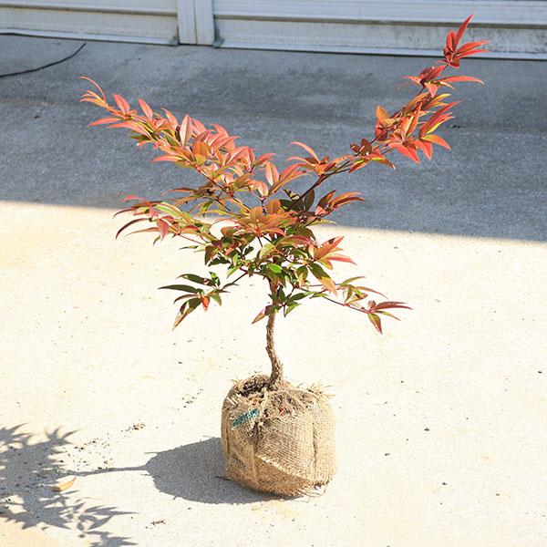 庭木 植木 珍品：折鶴南天* おりづるなんてん 樹高：約30cm : 遊恵