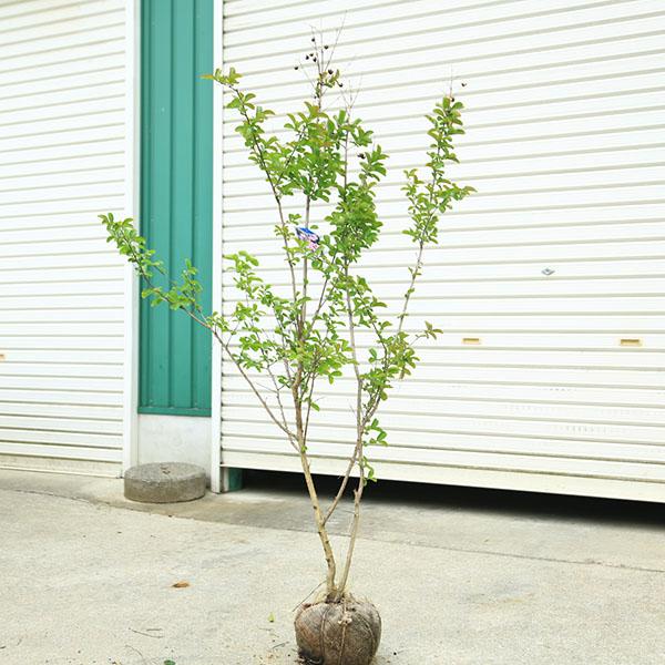 庭木・植木・シンボルツリー：サルスベリ（百日紅）紫花系 *佐川急便