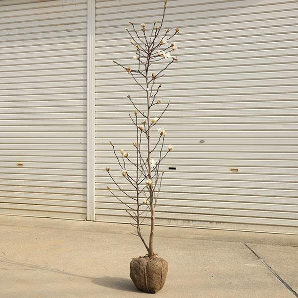 白花姫コブシ／接ぎ木／極太苗 庭木 植木：姫こぶし*（ひめこぶし）ヒメコブシ 白花 特大株 佐川急便