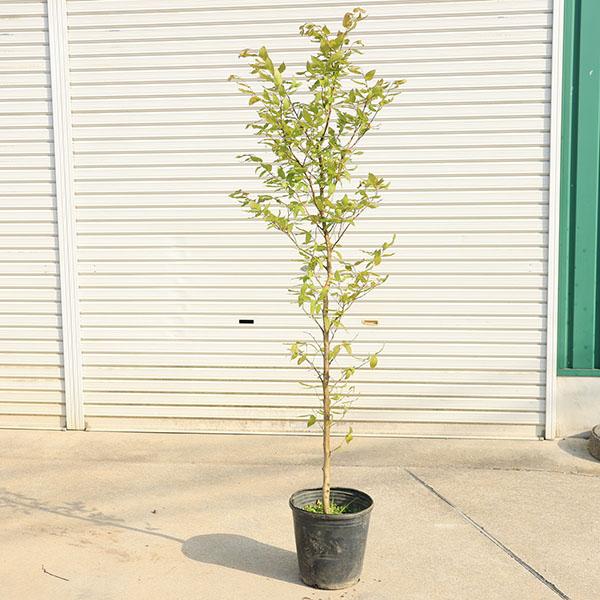 ブナ/庭木【現品発送】管理80514 庭木・植木：ブナの木*（ブナ）一本立ち 当店おまかせ品 樹高：約