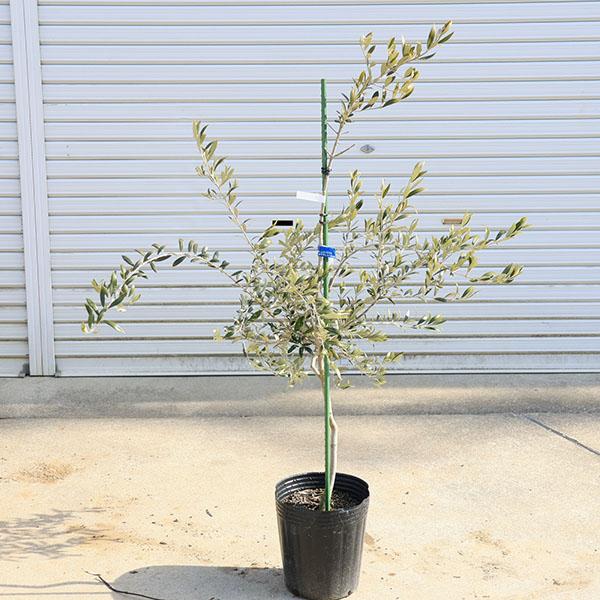 庭木・植木：オリーブ（アルベキナ）*アルベキーナ樹高100cm 現品
