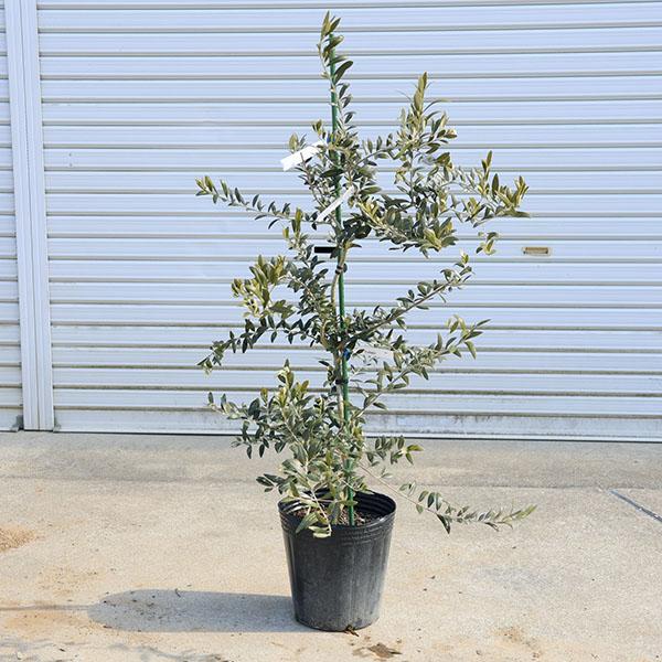 庭木・植木：オリーブ（アルベキナ）*アルベキーナ 樹高100cm 現品
