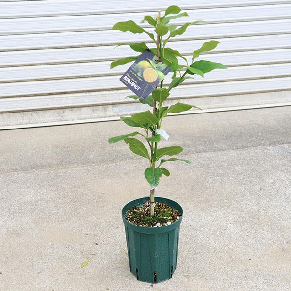 庭木 植木 果樹 苗木：ベルガモット*（べるがもっと）苗 アールグレイ