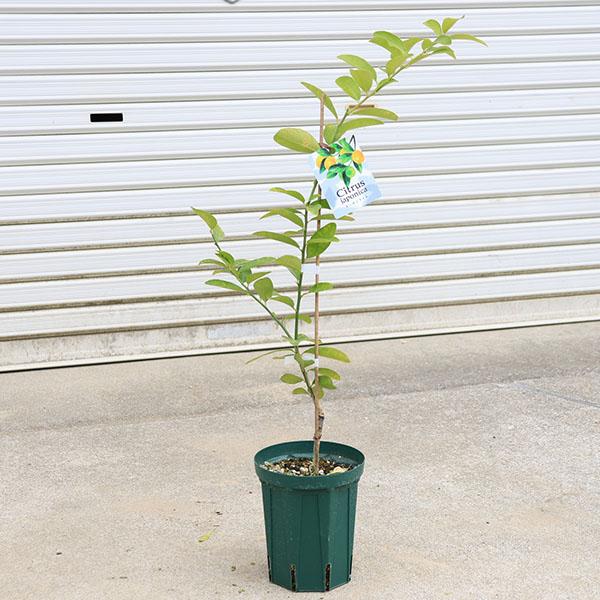 庭木 植木 果樹 苗木：キンカンライム*（きんかんらいむ）苗 見た目は