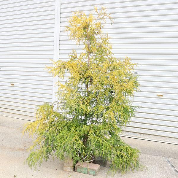 フィリフェラ/葉数多め/フィラメント最高/鉢植えも地植えもOK/愛おしいサイズ感 楽天市場】観葉植物/ユッカ・フィリフェラ7号ポット : 園芸ネット プラス