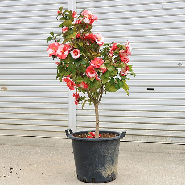 赤いツバキの観葉植物 約30cm 赤いツバキの観葉植物 約30cm 赤いツバキの観葉植物 約30cm