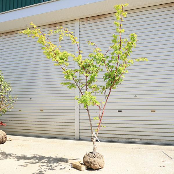 特撰庭木・植木：サンゴカクもみじ（珊瑚閣）*紅葉 樹高170cm 佐川