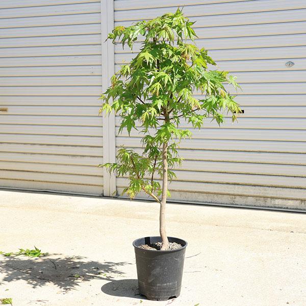 庭木 植木：イロハもみじ（いろはもみじ） 単木 ポット 7号良品