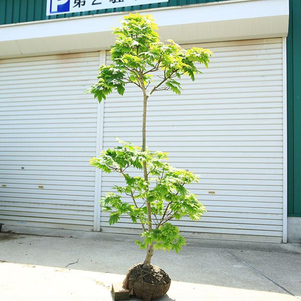 特撰庭木・植木：イタヤもみじ*（青板屋モミジ）イタヤカエデ 紅葉