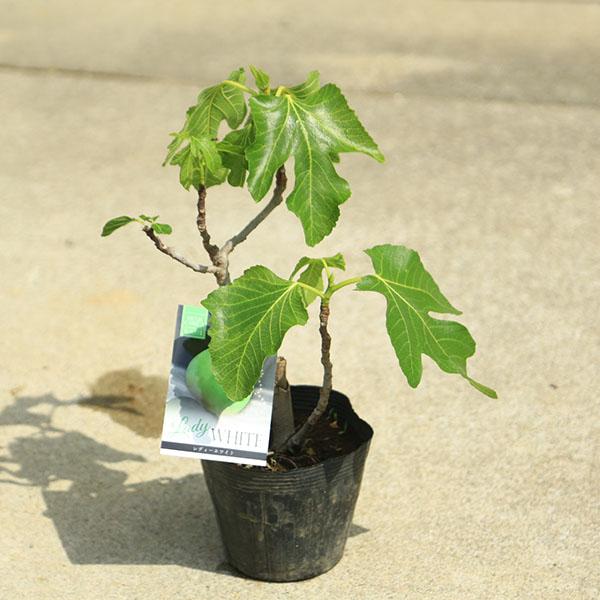庭木・植木・果樹苗：イチジク（レディーホワイト）*いちじく 無花果