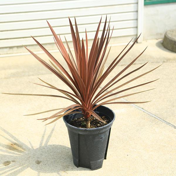 レッドスター　コルジリネ 赤ドラセナ　根巻　24 現品○コルジリネ・レッドスター○コルディリネ○赤ドラセナ○庭