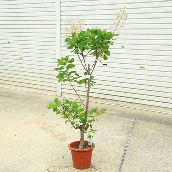 庭木 植木 苗：スモークツリー (煙の木)ホワイトボール* 現品限り 8号