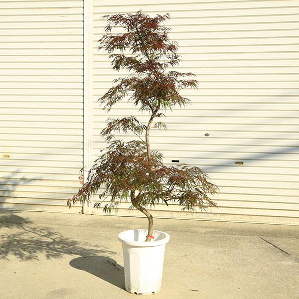 送料無料 庭木・植木：花まといモミジ* （紅枝垂れもみじ）紅しだれ は