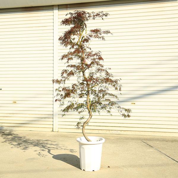 送料無料 庭木・植木：花まといモミジ （紅枝垂れもみじ）紅