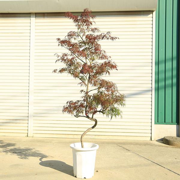 送料無料 庭木・植木：花まといモミジ （紅枝垂れもみじ）紅しだれ* は