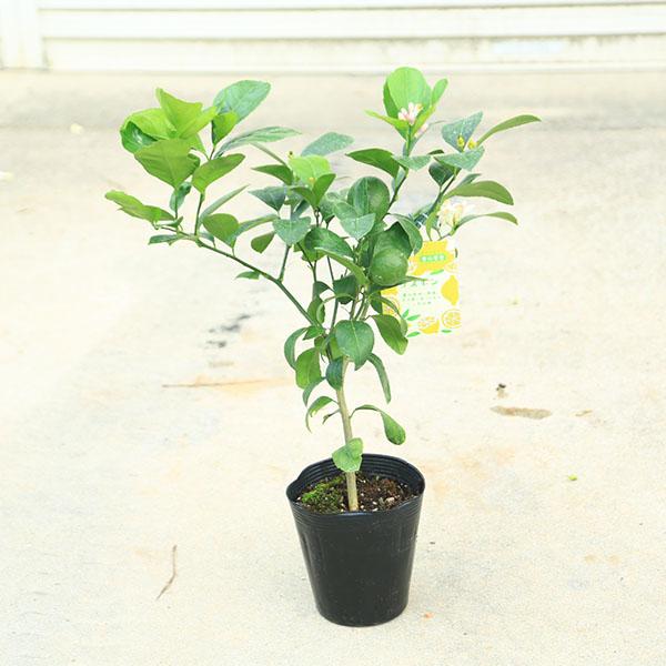 庭木 植木 果樹：レモン（リスボンレモン）*れもん 檸檬 5号ポット