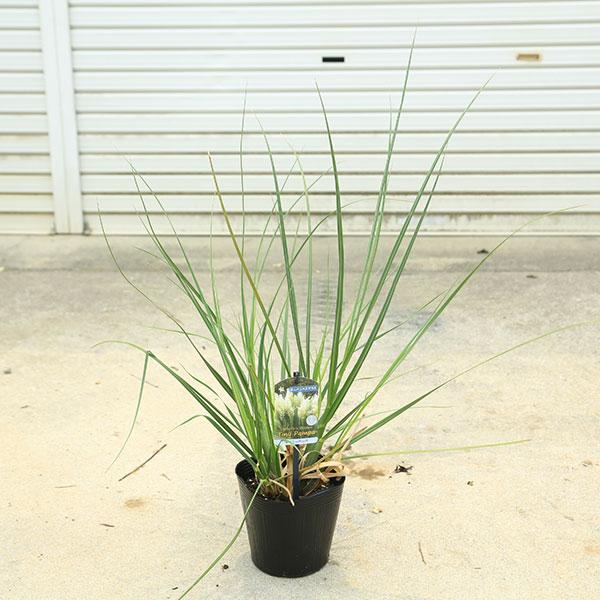 撮影日：7月＊数量物商品のため若干枝振りなどは異なる場合がございます。＊季節により状態は異なります。＊ポットもしくは地中バッグでのお届けとなります。サイズポット15ｃｍ　草丈：30ｃｍ　