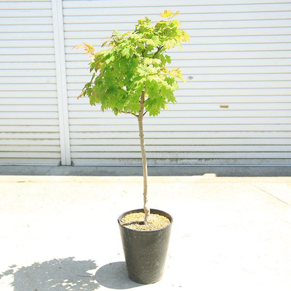 庭木・植木：イタヤもみじ*（青板屋モミジ）イタヤカエデ 紅葉 硬質