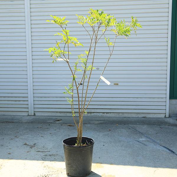 庭木：シマトネリコ（株立ち）自然な立ち姿！ 現品一点限り！ *樹高