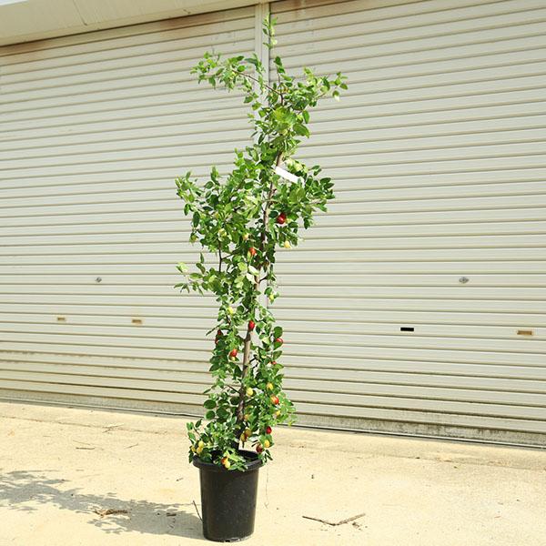 庭木 珍品 現品限り：一才なつめ（ナツメ）一才ナツメ 大株 樹高