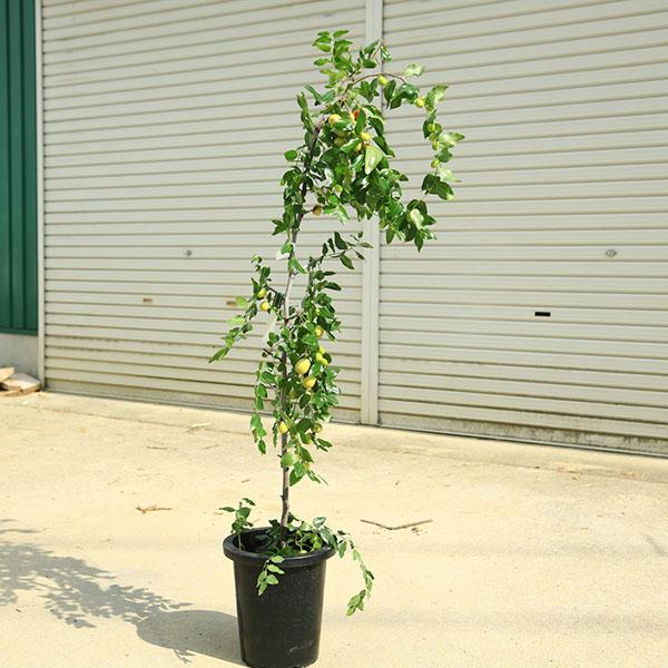 庭木 珍品 現品限り：一才なつめ（ナツメ）一才ナツメ 大株 樹高